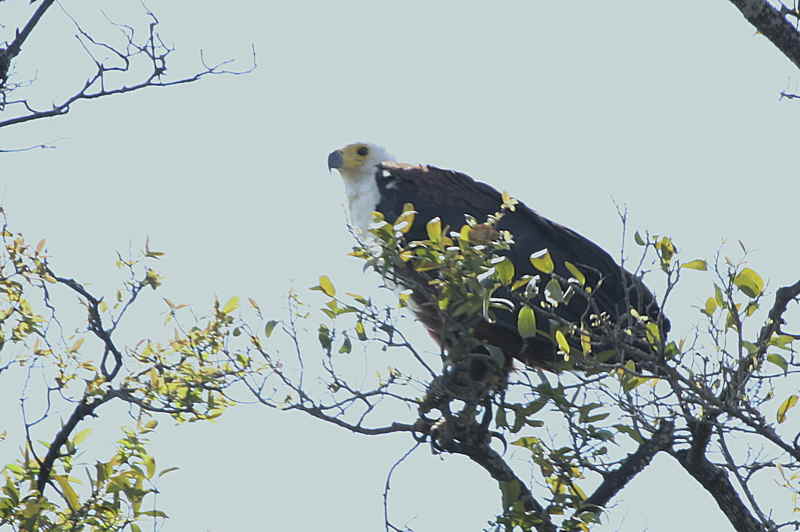 African Fish Eagle, near Shakawe Lodge, Botswana