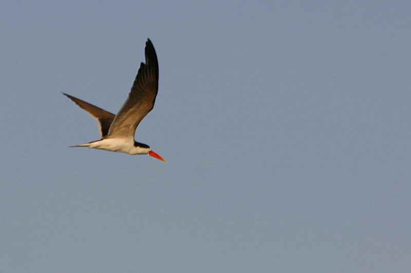 African Skimmer, Kavango River, Namibia