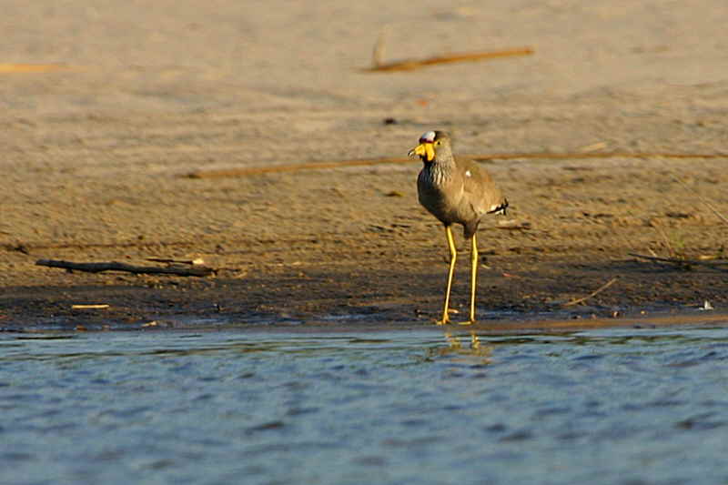 African Wattled Lapwing, Kavango River at Shamvura Lodge