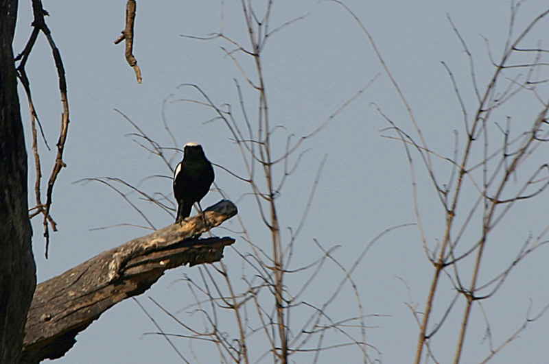 Arnots Chat (male), near Shamvura Lodge, Kavango