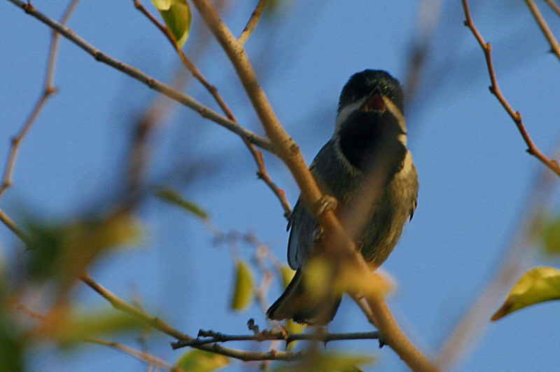 Ashy Tit, Windhoek