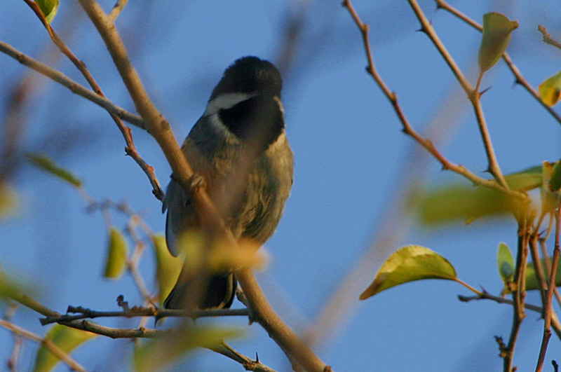 Ashy Tit, Windhoek