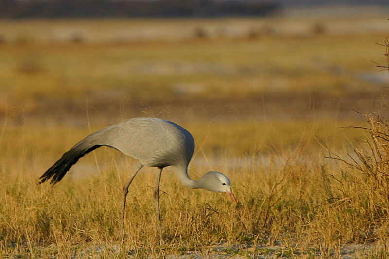 Blue Crane, Etosha NP