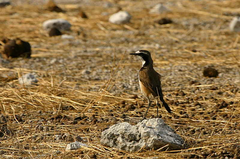 Capped Wheatear, Etosha National Park