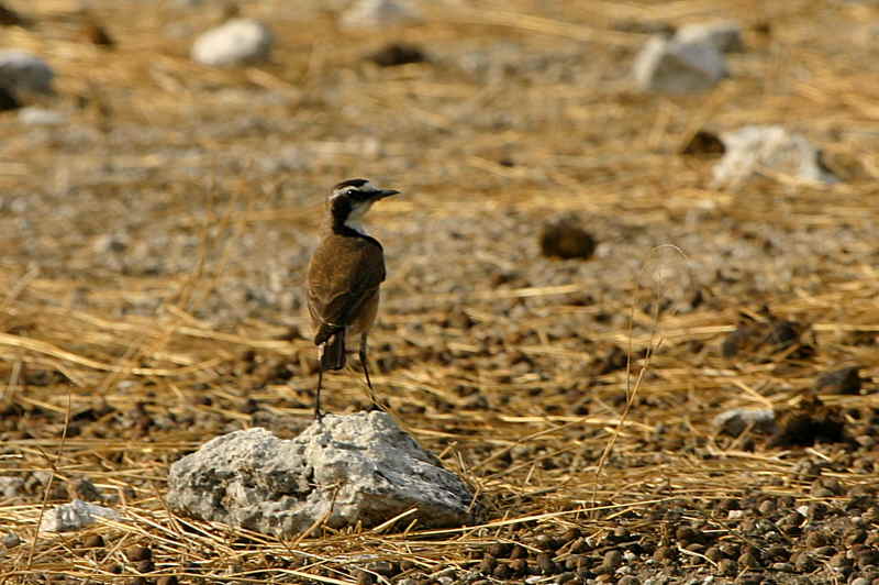 Capped Wheatear, Etosha National Park