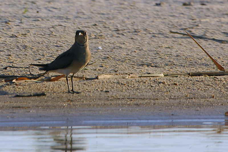 Collared Pratincole, Kavango River near Shamvura Lodge