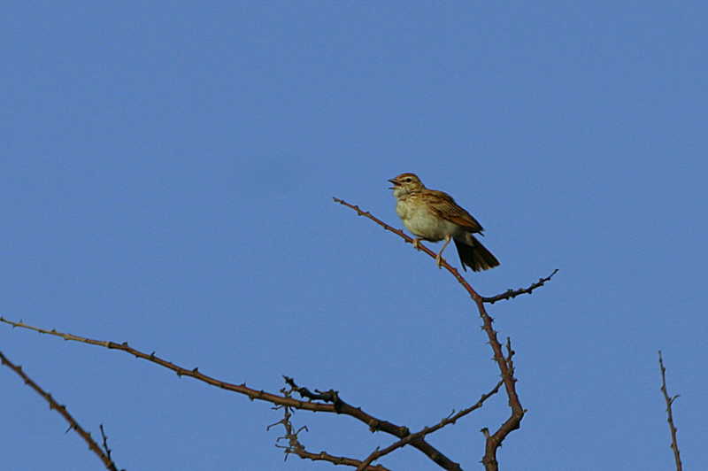 Eastern Clapper Lark, Etosha National Park