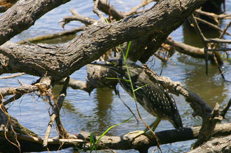 Green-backed Heron, Shakawe Lodge, Botswana