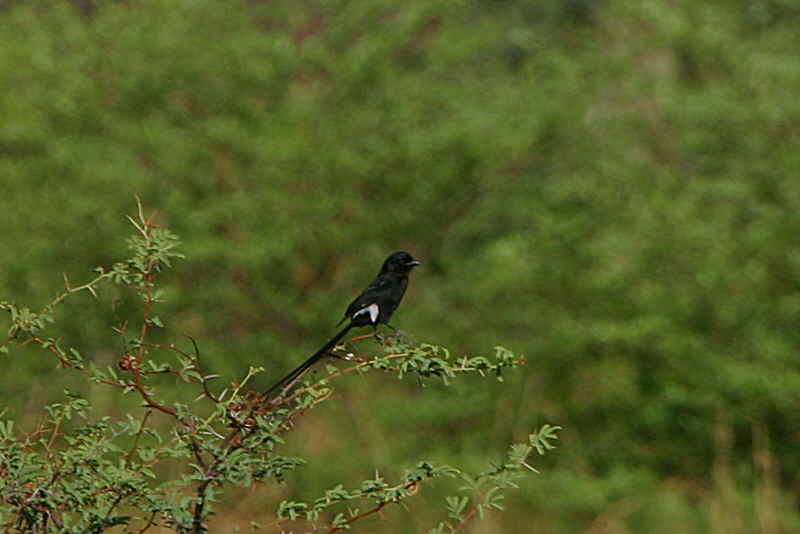 Magpie Shrike, Mahango Game Reserve, Namibia
