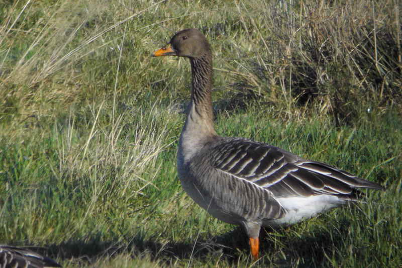 Taiga Bean Goose, Garbethill Muir, Clyde