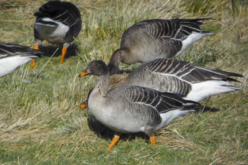 Taiga Bean Goose, Garbethill Muir, Clyde