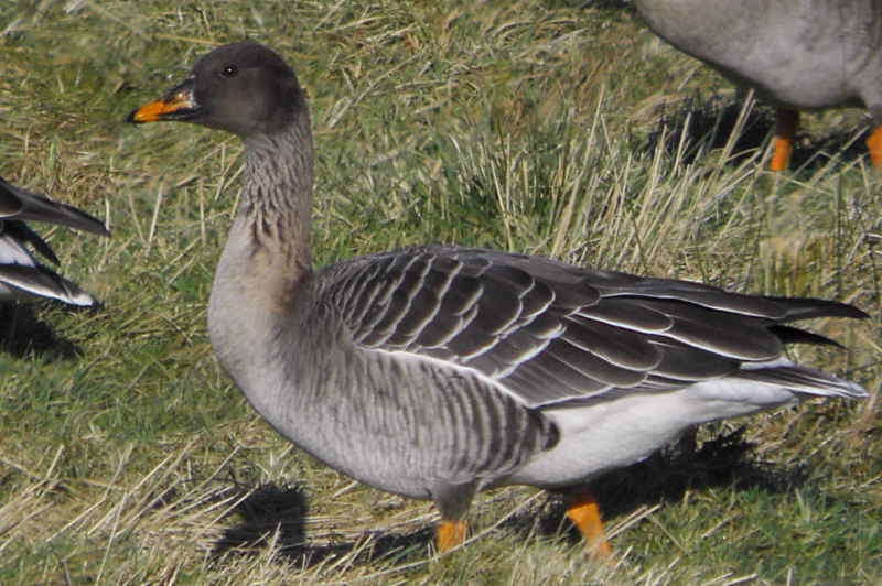 Taiga Bean Goose, Garbethill Muir, Clyde