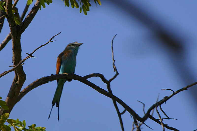 Racket-tailed Roller, Kavango, Namibia