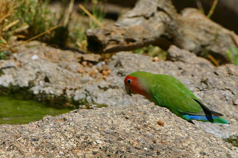 Rosy-faced Lovebird, Erongo Wilderness Lodge, Namibia