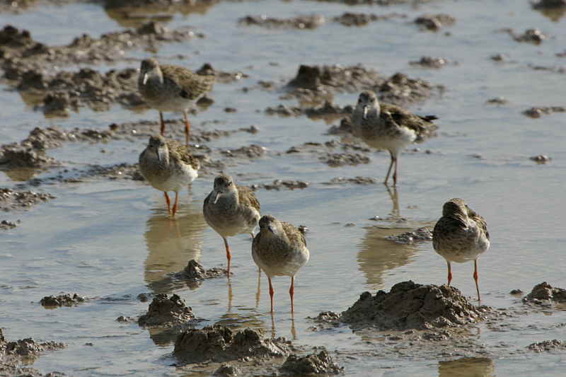 Ruff, Etosha National Park