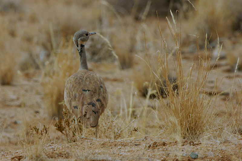 Ruppells Korhaan, Namib Desert, Namibia