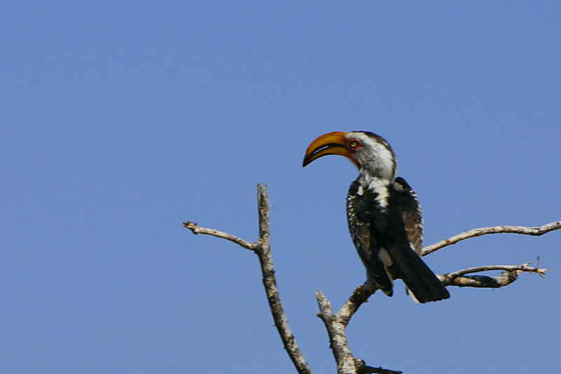Southern Yellow-billed Hornbill, Spitzkoppe