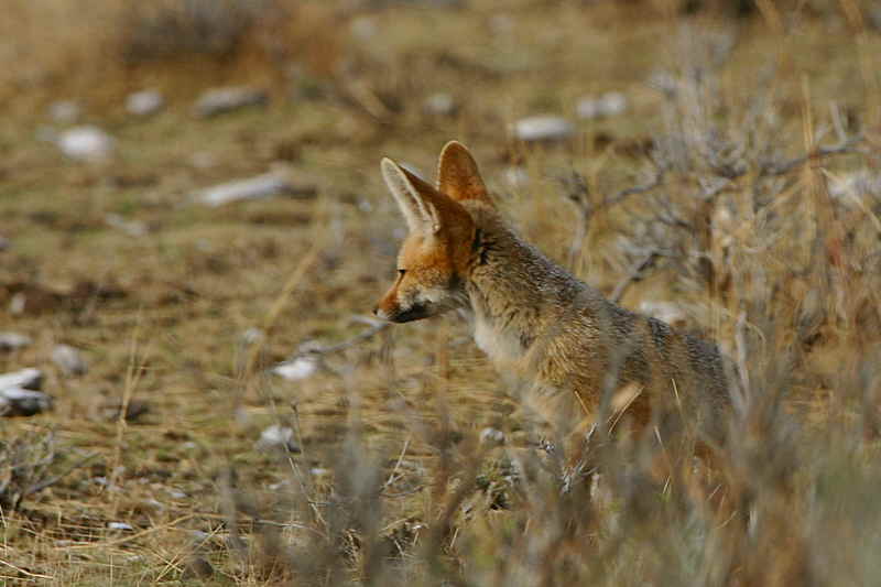 Cape Fox, Etosha National Park