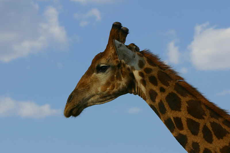 Giraffe, Etosha National Park