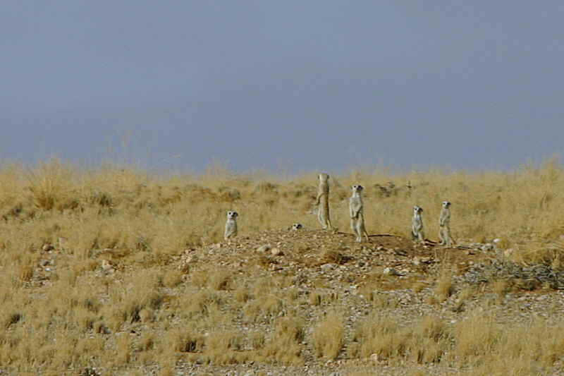 Meercat family, Spitzkoppe