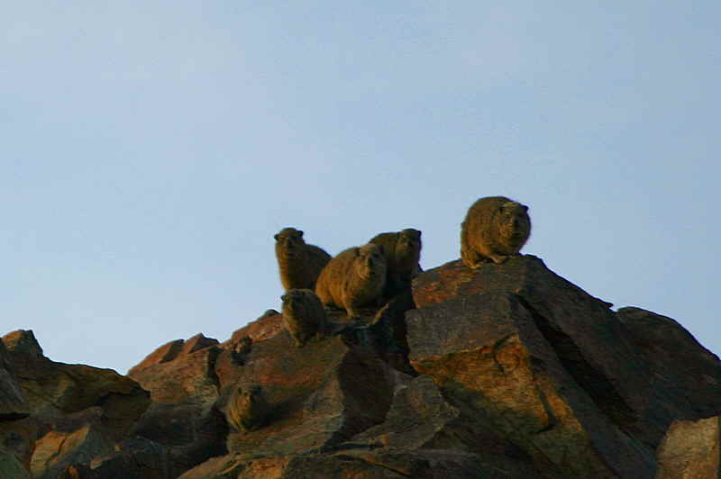 Rock Hyrax, Spreetshoogte Pass