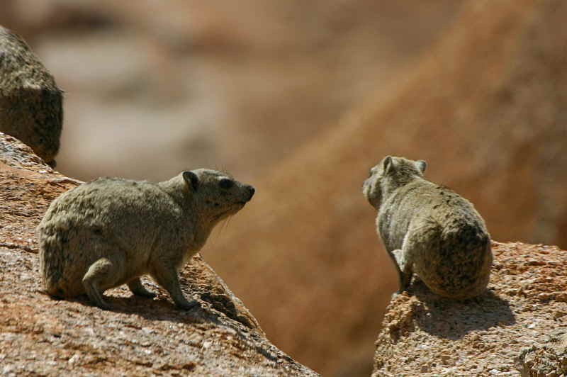 Rock Hyrax, Spitzkoppe