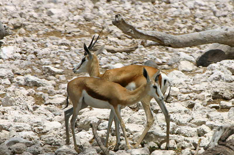 Springbuck, Etosha National Park at Okakuejo waterhole