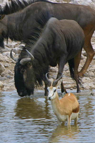 Wildebeest and Springbuck, Okakuejo waterhole Etosha National Park
