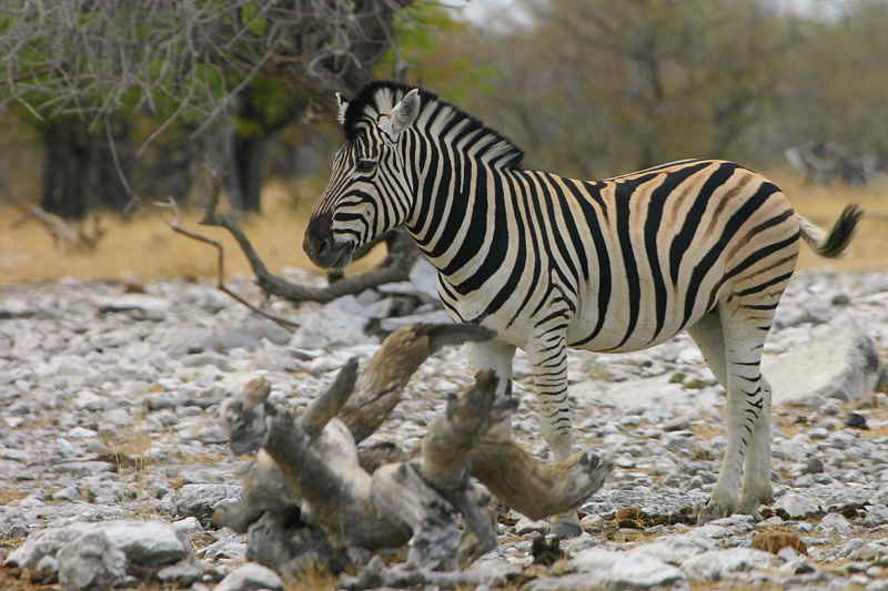 Zebra, Etosha National Park