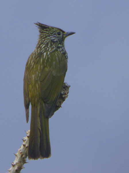 Striated Bulbul