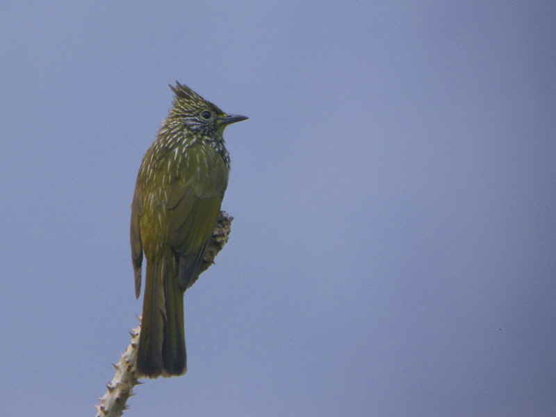 Striated Bulbul