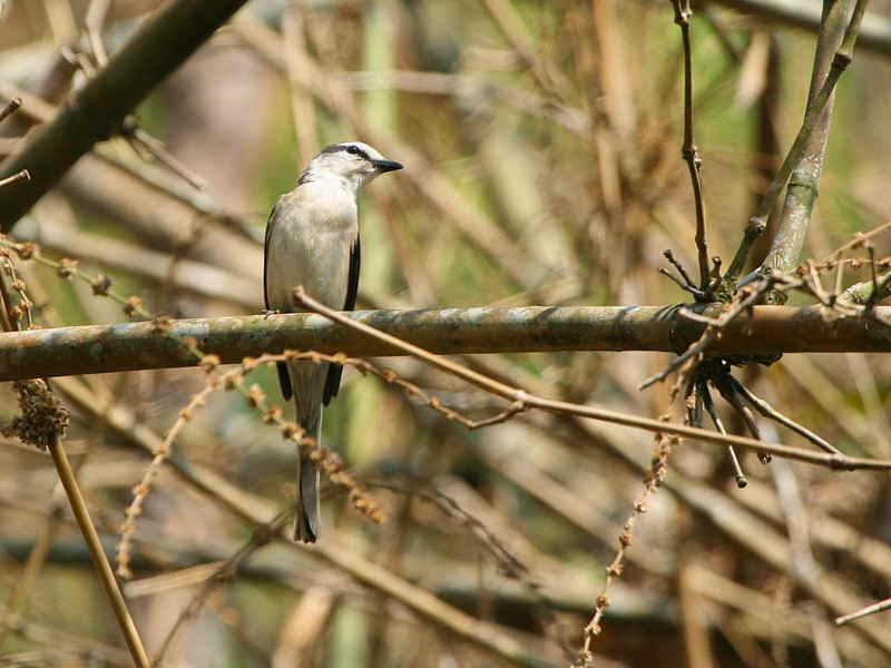 Swinhoes Minivet