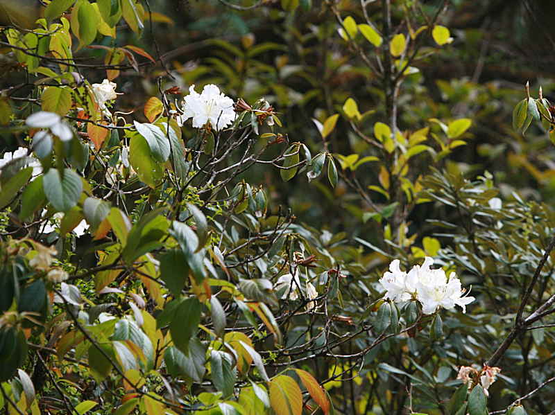 Rhododenrons by the nature trail at the summit of Doi Inthanon
