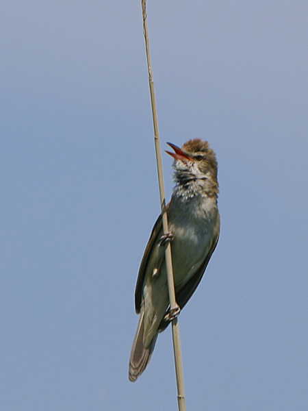 Great Reed Warbler, Lake Koycegiz, Turkey