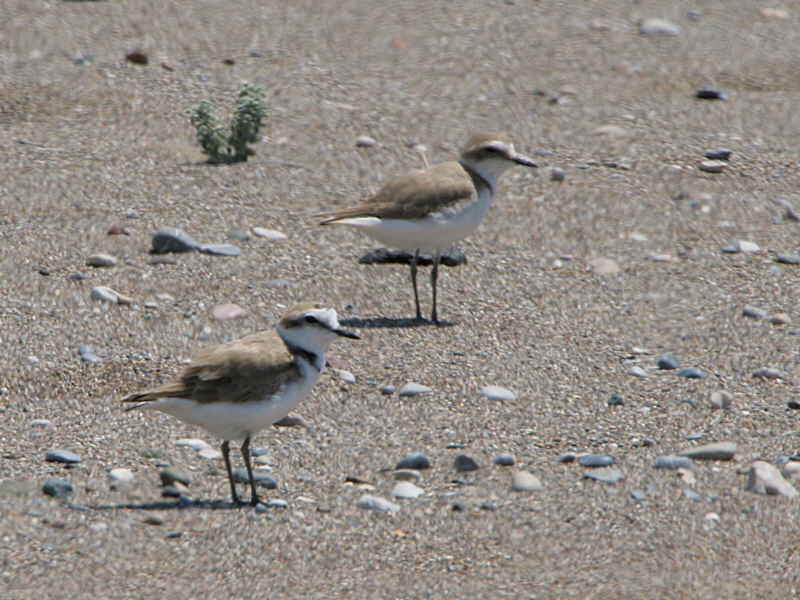 Kentish Plover, Iztuzu Beach-Dalyan, Turkey