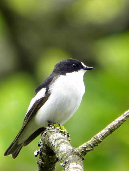 Pied Flycatcher, Ross Wood, Loch Lomond