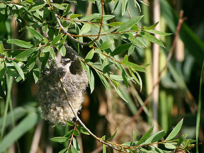 Penduline Tit, Dalyan, Turkey