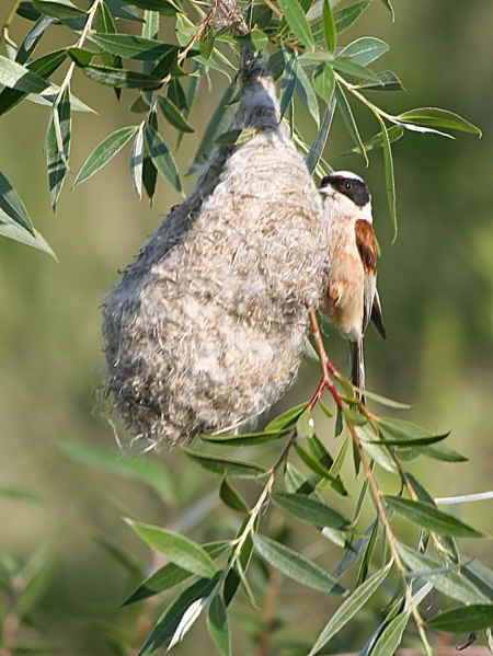 Penduline Tit, Dalyan, Turkey