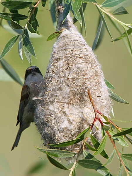 Penduline Tit, Dalyan, Turkey