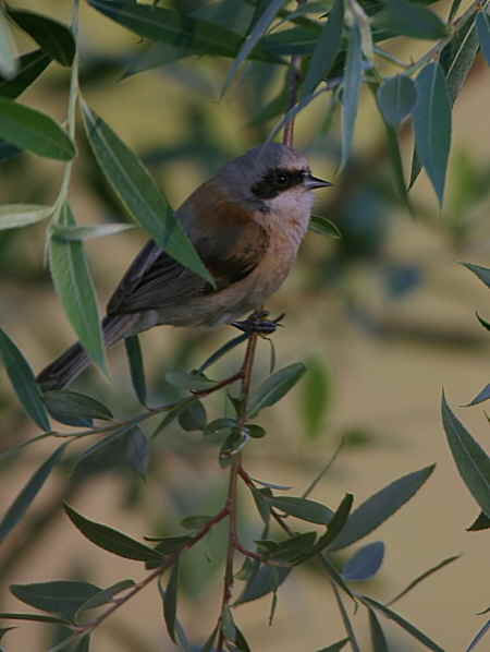 Penduline Tit, Dalyan, Turkey