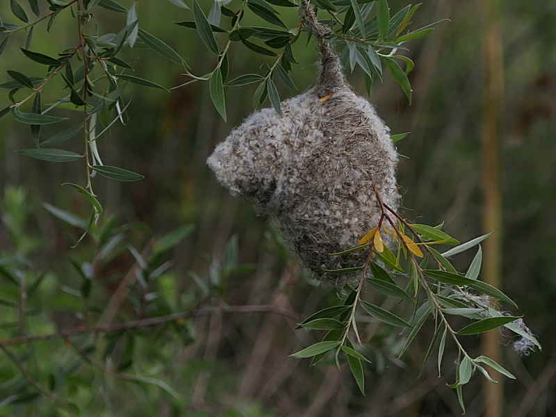 Penduline Tit, Dalyan, Turkey