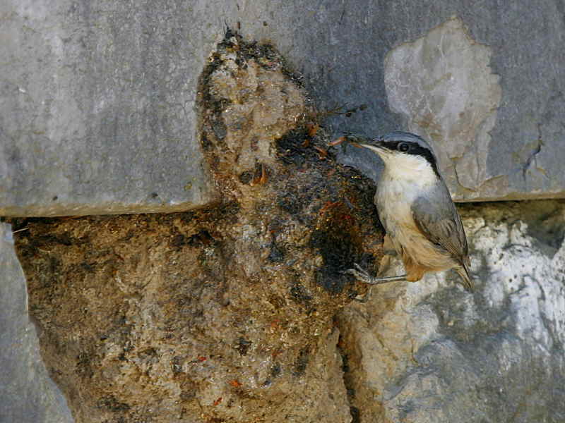 Western Rock Nuthatch, Caunos, Turkey