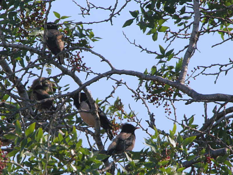 Rose-coloured Starling, Dalyan, Turkey