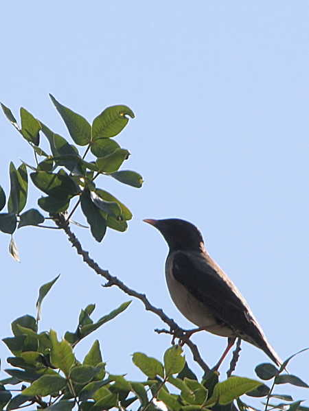 Rose-coloured Starling, Dalyan, Turkey