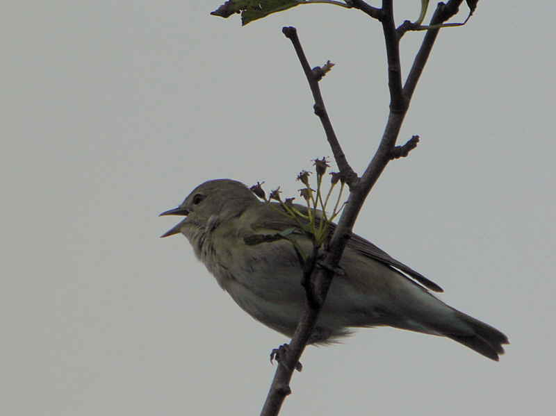 Garden Warbler, Merryton Haugh