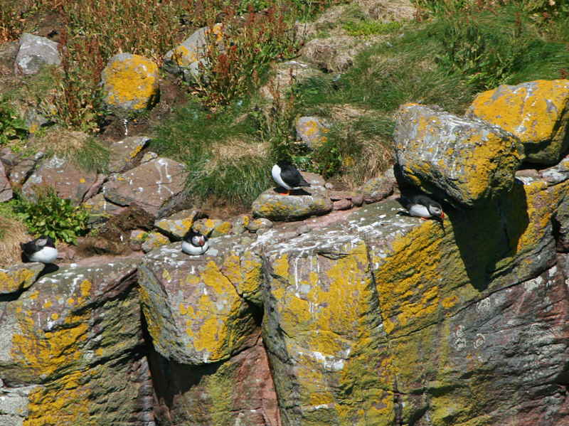Puffin on top of the Great Stack, Handa Island SWT Nature Reserve