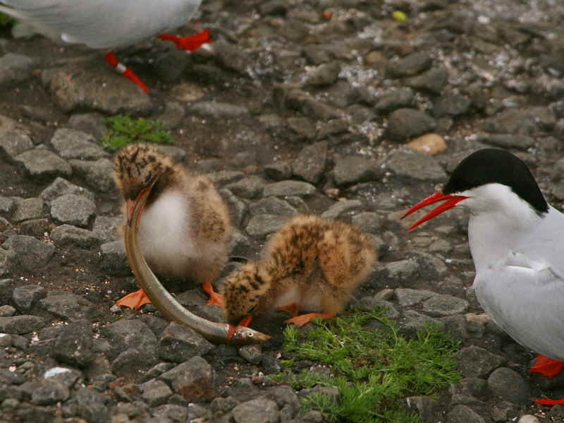 Arctic Tern chicks, Isle of May, Fife