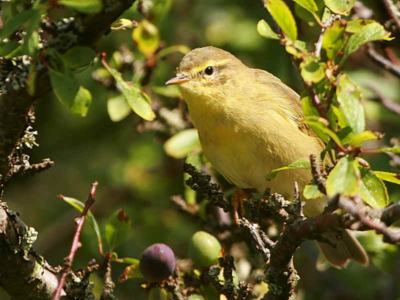 Willow Warbler, Endrick Mouth, Loch Lomond