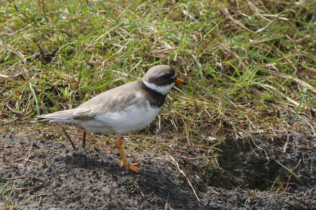 Ringed Plover, Burncrooks Reservoir