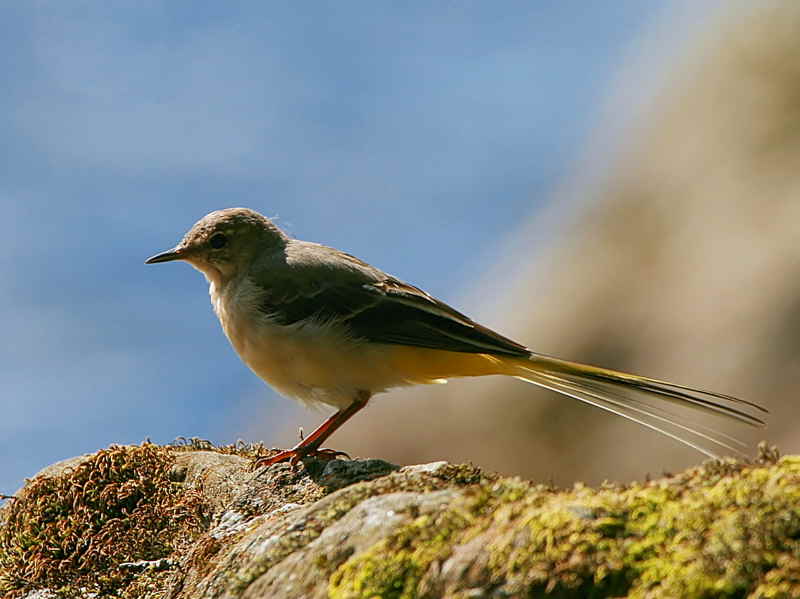 Grey Wagtail (juvenile), Inversnaid, Loch Lomond